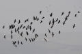 Zwarte Ibis 4